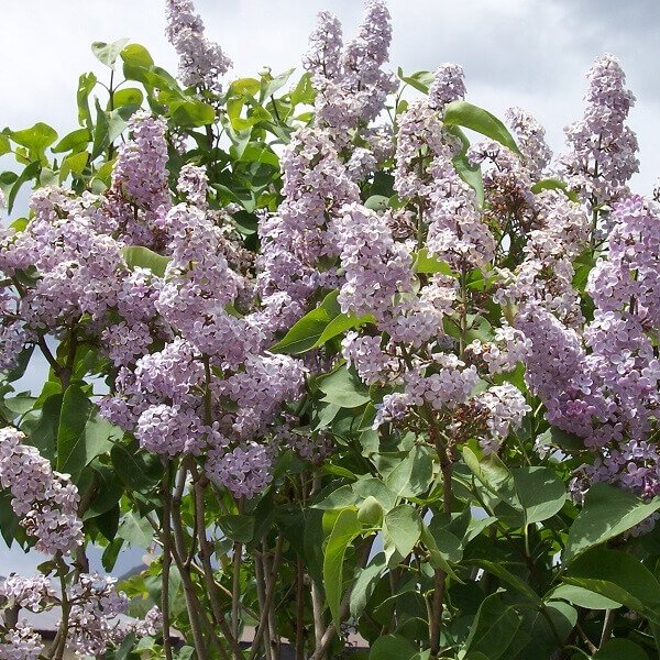Lilac, Common Purple-image