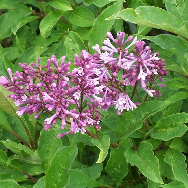 Lilac, Donald Wyman-image
