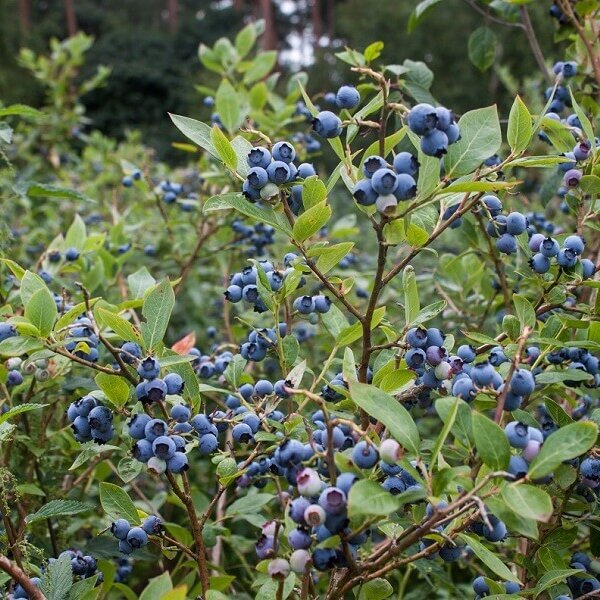 Blueberry-image