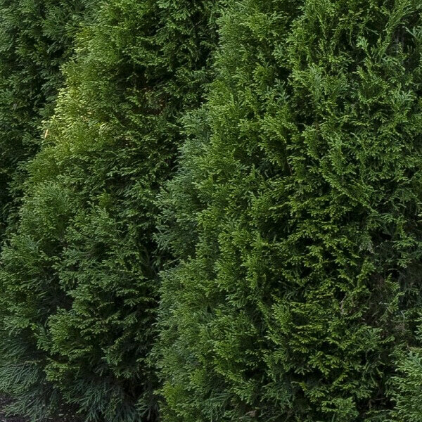 Arborvitae, Emerald Green-image