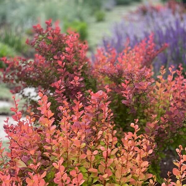 Barberry, Orange Rocket-image