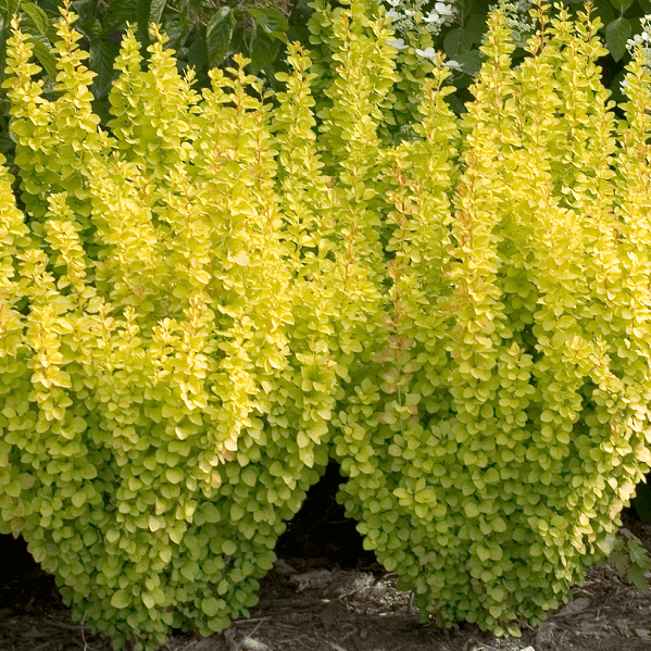 Barberry, Sunjoy Gold Pillar-image